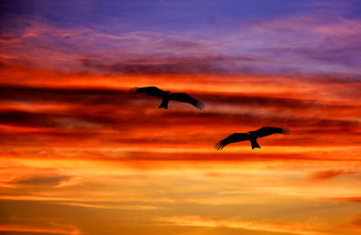 Silhouette bird flying against orange sky