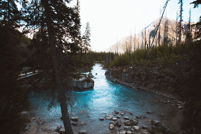 Scenic view of river in forest against sky