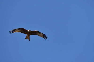 Low angle view of eagle flying in sky