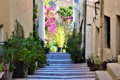 Potted plants on footpath against building