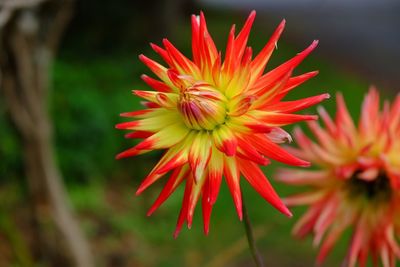 Close-up of red flower blooming outdoors