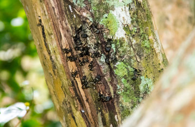 Close-up of ant on tree trunk