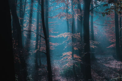 Full frame shot of tree trunks in forest