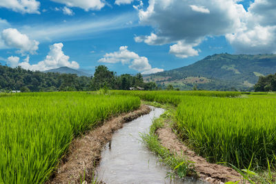 Terraced paddy field in chaingmai province , thailand