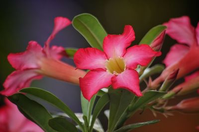 Close-up of pink rose flower