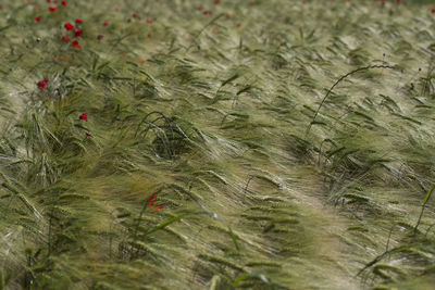 Full frame shot of rice field