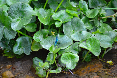 High angle view of leaves on plant in field