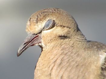 Close-up of owl perching outdoors