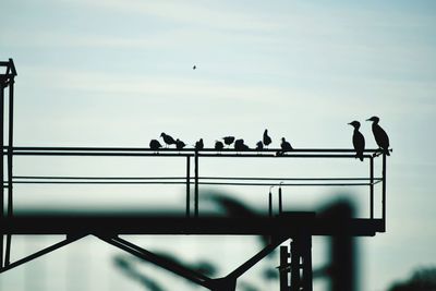 Low angle view of birds perching on railing