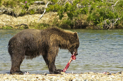View of sheep on riverbank