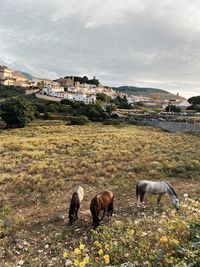 Flock of sheep grazing on field