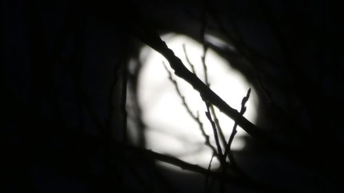 Low angle view of silhouette tree against sky