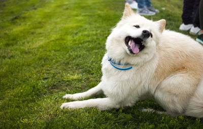 View of dog sitting on field