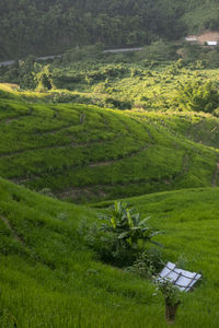 Scenic view of agricultural field