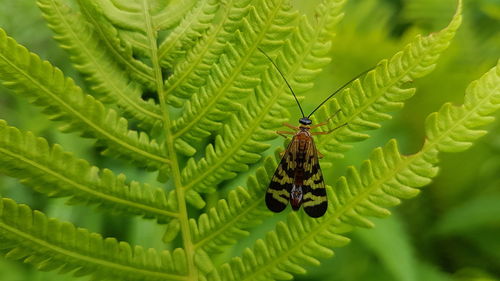 Close-up of insect on plant