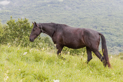 Side view of a horse on field