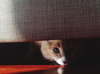 Close-up portrait of cat sitting