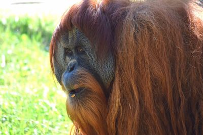 Close-up of a monkey