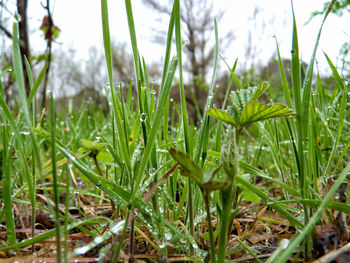 Close-up of wet grass on field during rainy season