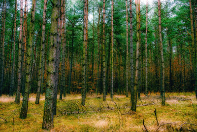 Trees growing in forest