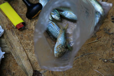 High angle view of fishes in plastic bag on field