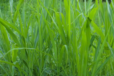 Full frame shot of fresh green field