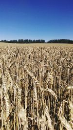 Scenic view of field against clear sky