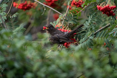 Bird perching on a plant