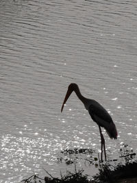 Birds in water