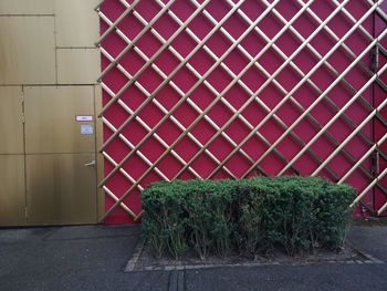 Plants growing on wall of building