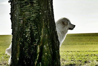 Close-up of dog on tree trunk