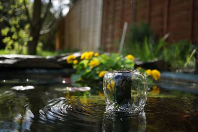 Close-up of flower in water