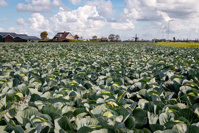 Plants growing on field against sky