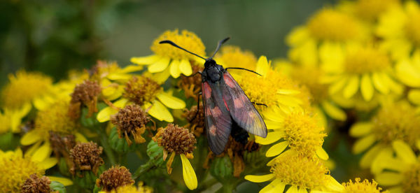 Close-up of bee pollinating on yellow flowers