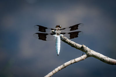 Low angle view of dragonfly on twig