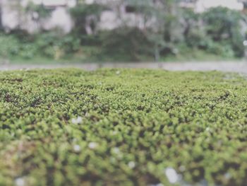 Surface level of plants growing