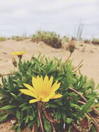 Close-up of yellow flowers blooming in field