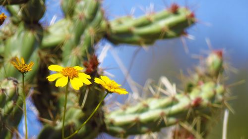 Close-up of yellow flowering plant