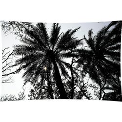 Low angle view of trees against sky