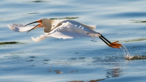 Close-up of snowy egret hunting fish over lake