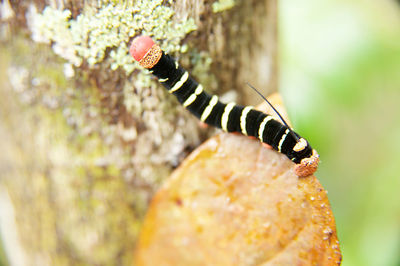 Close-up of insect on leaf