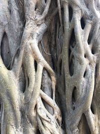 Full frame shot of tree trunk