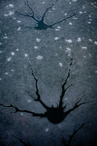 High angle view of dry leaf on water