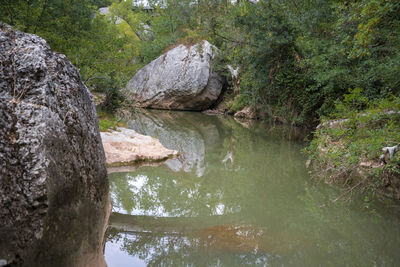 Scenic view of river amidst trees in forest