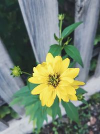 Close-up of yellow flower