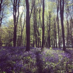 View of trees in forest