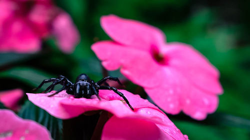 Close-up of insect on pink flower