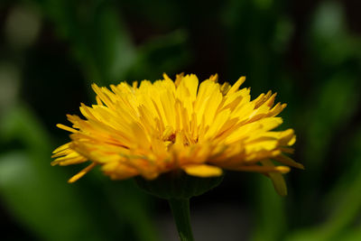 Close-up of yellow flowering plant