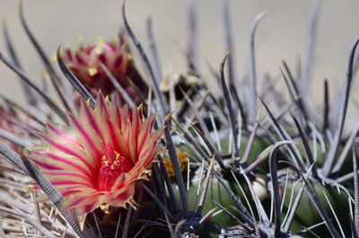 Close-up of flowers blooming outdoors