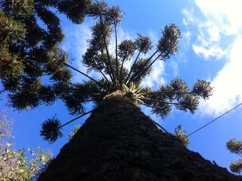 Low angle view of coconut palm tree against blue sky